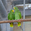 なかよしインコ
