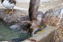 水浴び