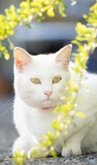 うちの猫様