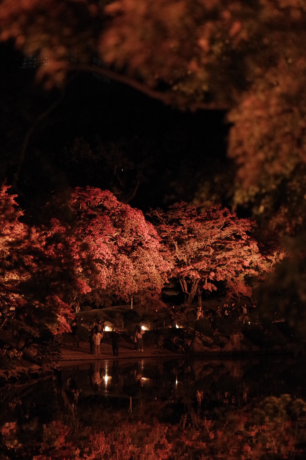 紅葉ライトアップ