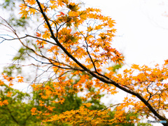 紅葉