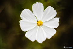 秋桜