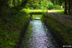 田舎の用水路