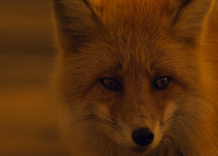 三段滝のキタキツネ