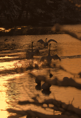 オオハクチョウ