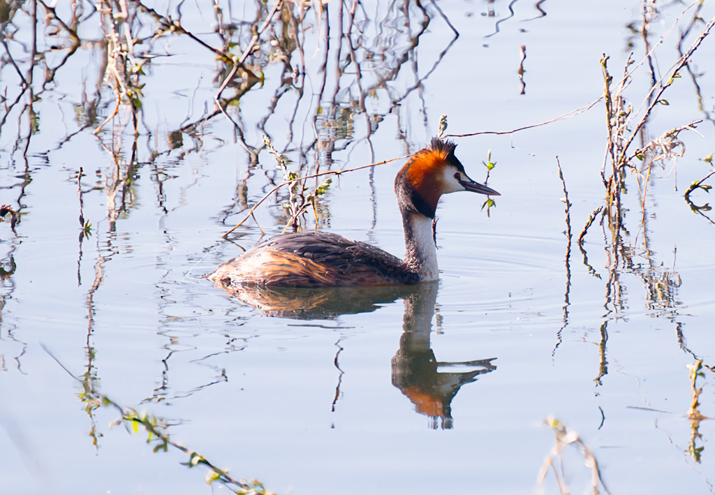 カンムリカイツブリⅡ