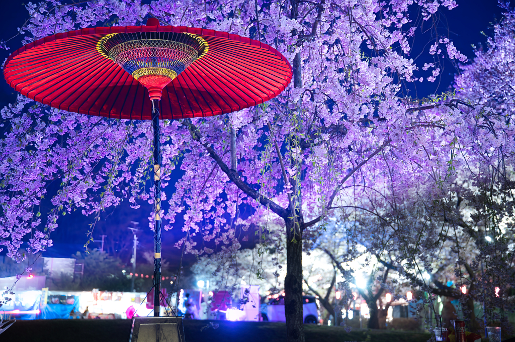 展勝地 夜桜