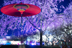 展勝地 夜桜