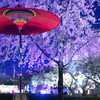 展勝地 夜桜