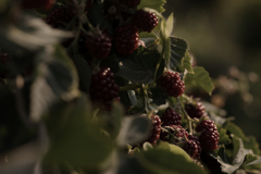 ブラックベリー