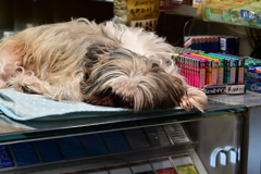 夜のたばこ屋の用心棒