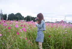 コスモスに囲まれて