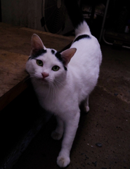 野良猫ちゃん