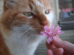 飼い猫ちゃんとの思い出。