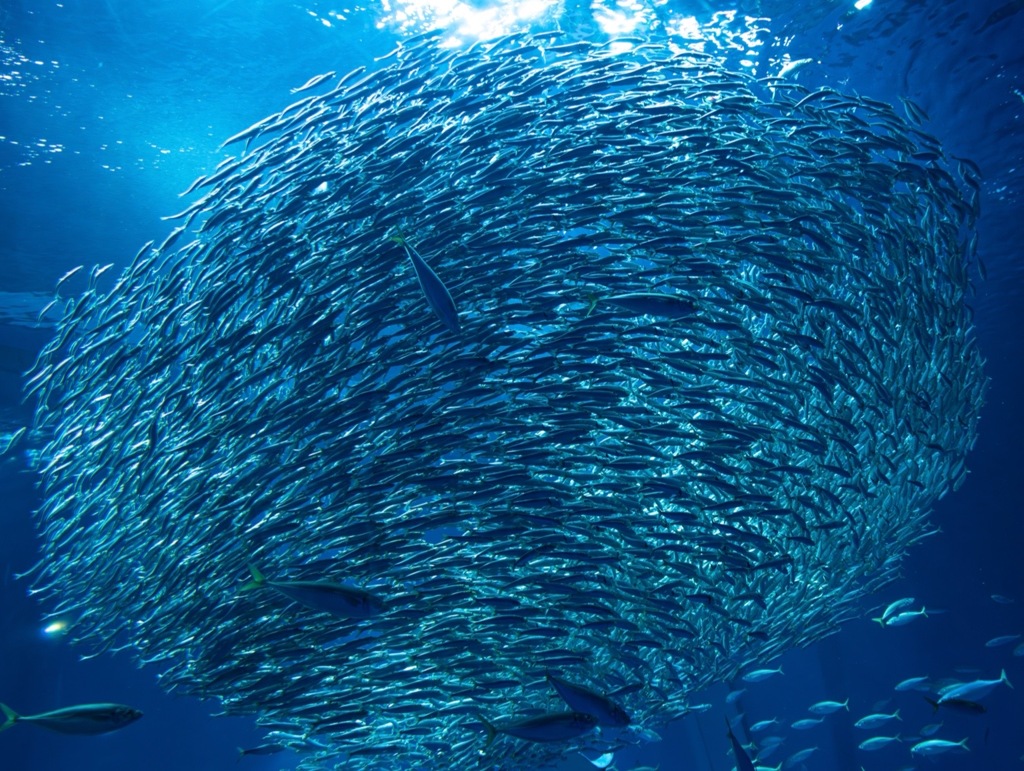 イワシの魚群