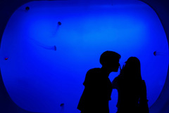 クラゲを見る彼女　その姿を見る彼氏