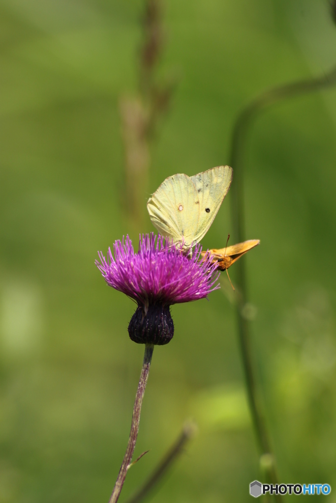 plant ＆ insect