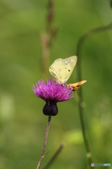 plant ＆ insect