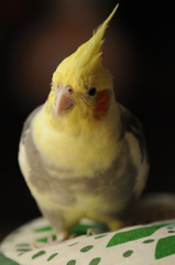 ウチのオカメインコ