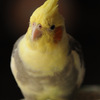 ウチのオカメインコ