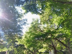 陽を浴びて、秋