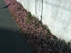 あたたかな、さびしさ