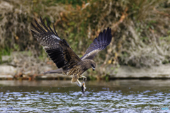 落としてまった