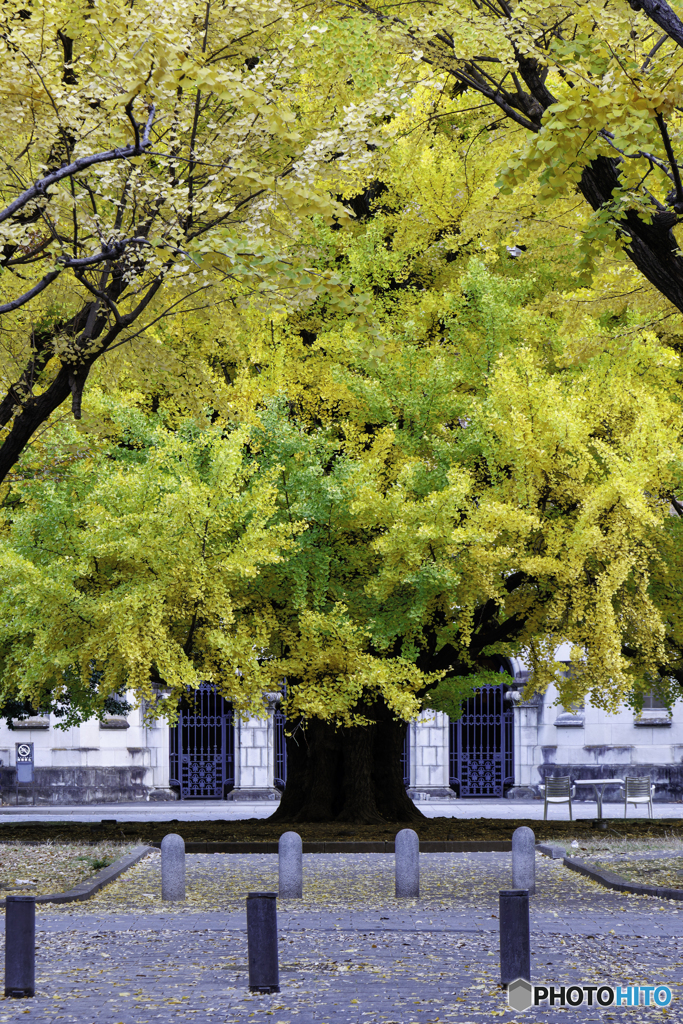 東大本郷キャンパスの紅葉1