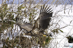 オジロワシ幼鳥飛翔5