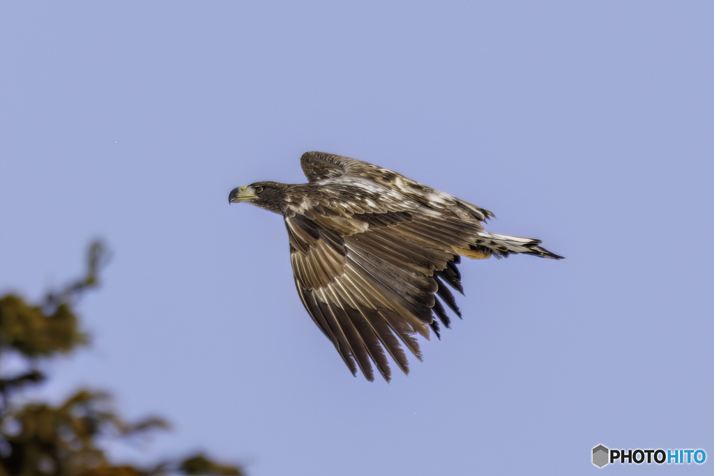 オジロワシ幼鳥飛翔6