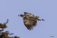 オジロワシ幼鳥飛翔6