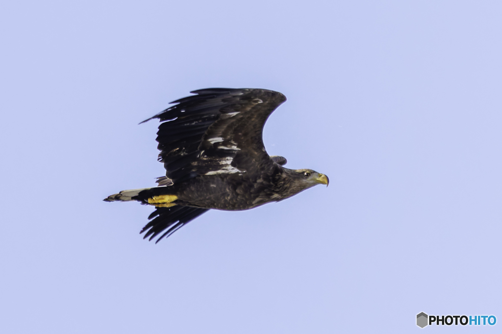 オジロワシ若鳥飛翔3