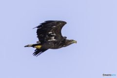 オジロワシ若鳥飛翔3