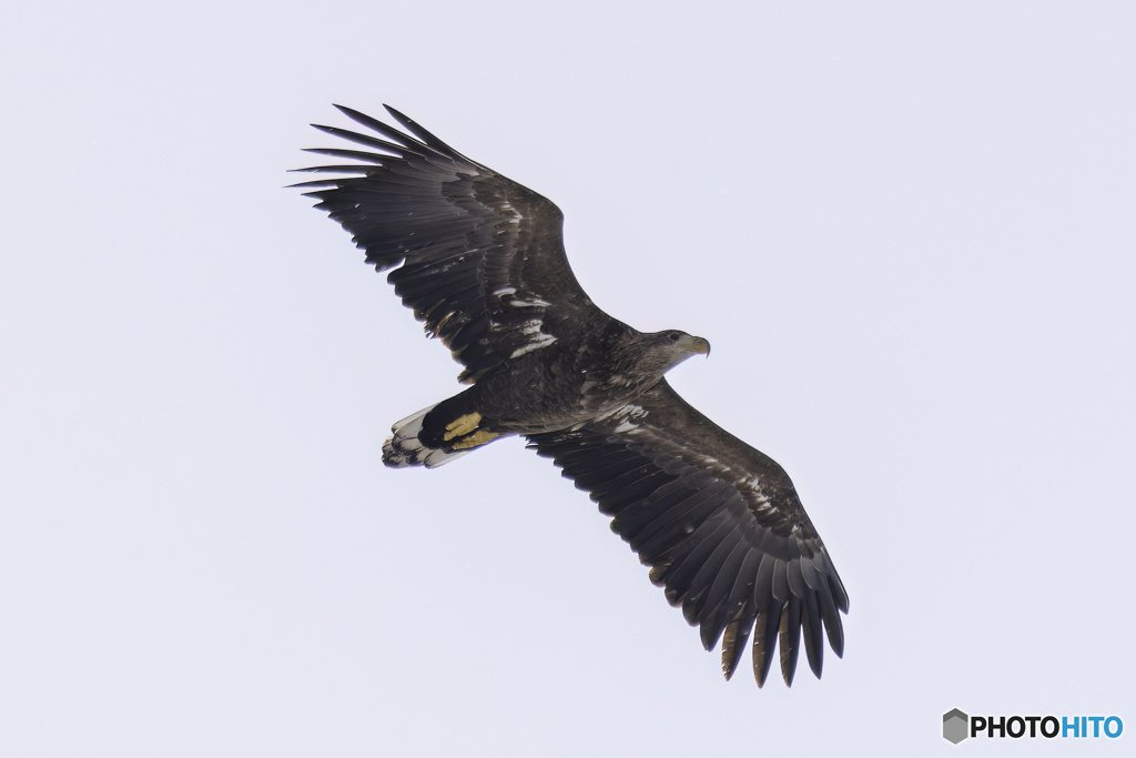 オジロワシ若鳥飛翔4
