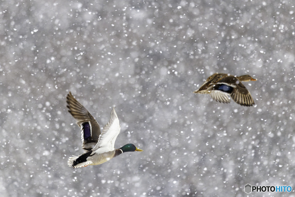 雪の中のマガモ