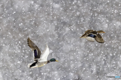 雪の中のマガモ