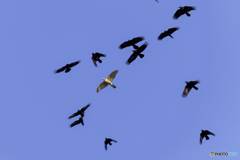 地元のヤクザに囲まれた流れもの