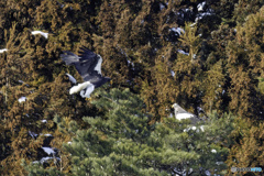 オオワシの訪問客