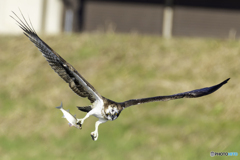 ボラ ゲットだぜ