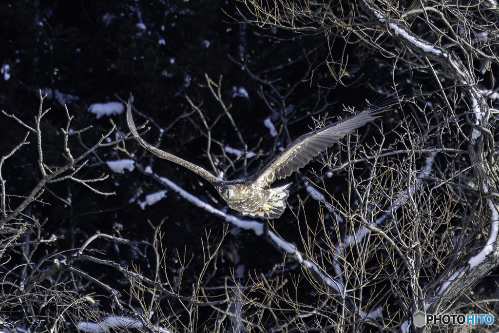 オジロワシ幼鳥飛翔2