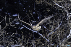 オジロワシ幼鳥飛翔2