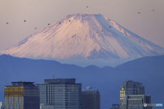 朝焼けに染まった富士山