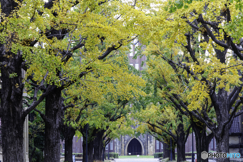 東大本郷キャンパスの紅葉2