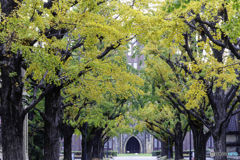 東大本郷キャンパスの紅葉2