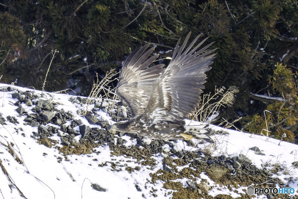 オジロワシ幼鳥飛翔1