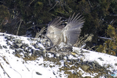 オジロワシ幼鳥飛翔1