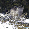 オジロワシ幼鳥飛翔1