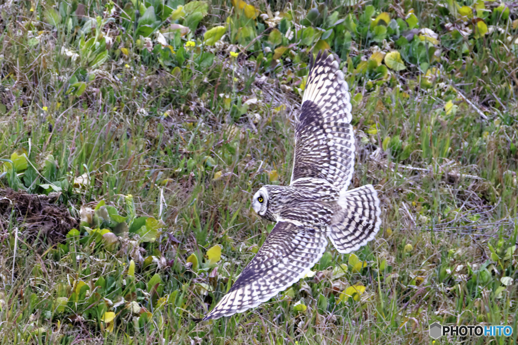 獲物はいるかな
