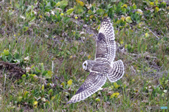 獲物はいるかな