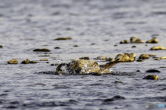 ハヤブサくんの行水
